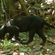 Illustration for article titled Scientists Do a Simple Camera Hack And Reveal Black Leopards Spots